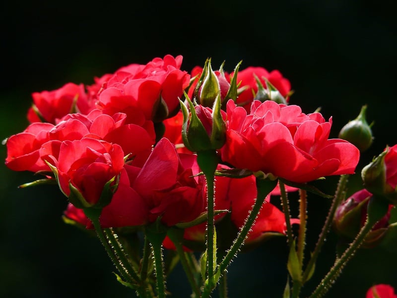 Flowering plants selection