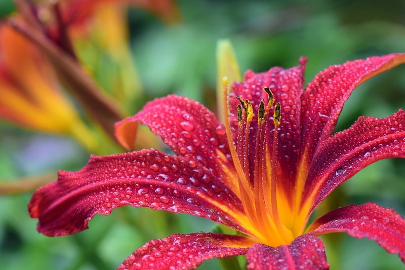 Lilies