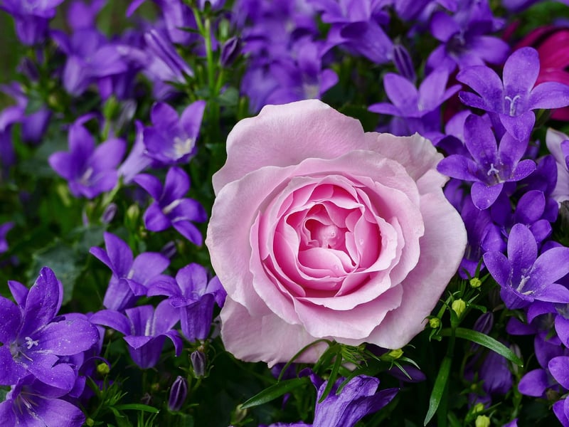 Climbing Roses