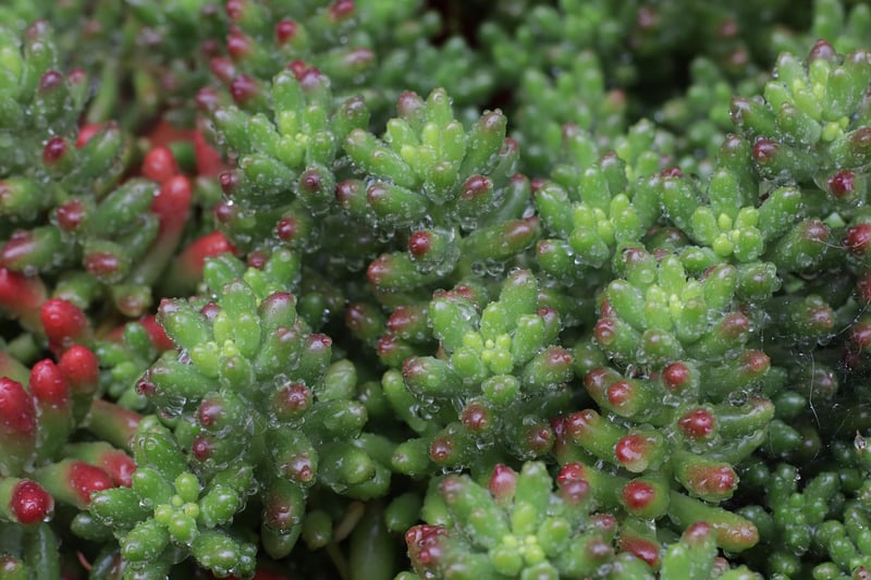 Sedum (Stonecrop)